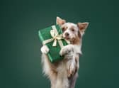 Christmas season poses a number of dangers for our precious pets (photo: Adobe)