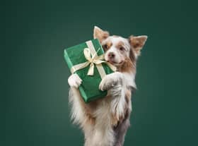 Christmas season poses a number of dangers for our precious pets (photo: Adobe)