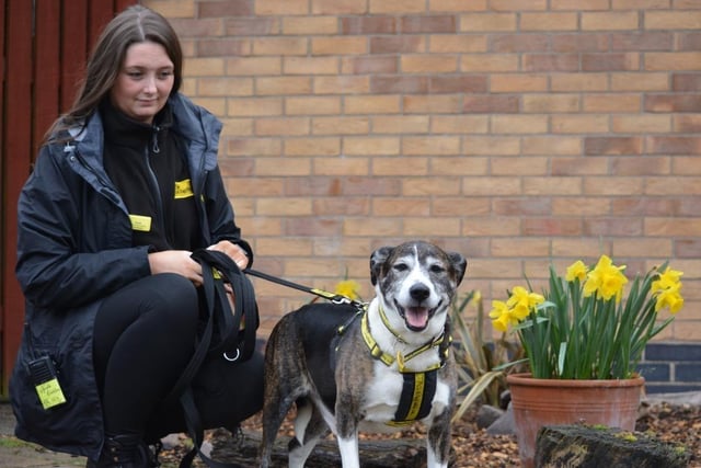 Collie Border - aged 8 and over - male. Loki is an older gent who is looking for a relaxing home where he can put his paws up.