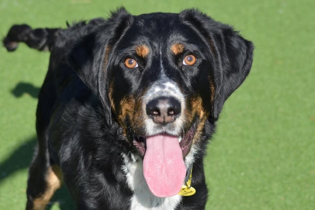 Male - Cocker Spaniel - 6 to 12 months. Duke is a ball of energy who is super friendly and wants to say hi to everyone. He needs a family who can train him up, as he's eager to learn.