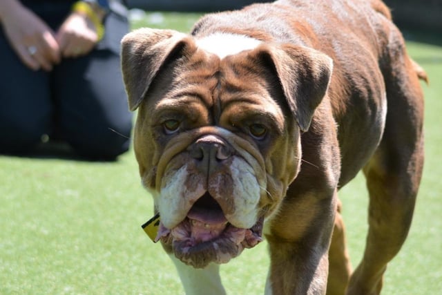 English bulldog - aged 2-5 - female. Bebe will need quiet areas while she gets used to her new owners. She could live with similar dogs.