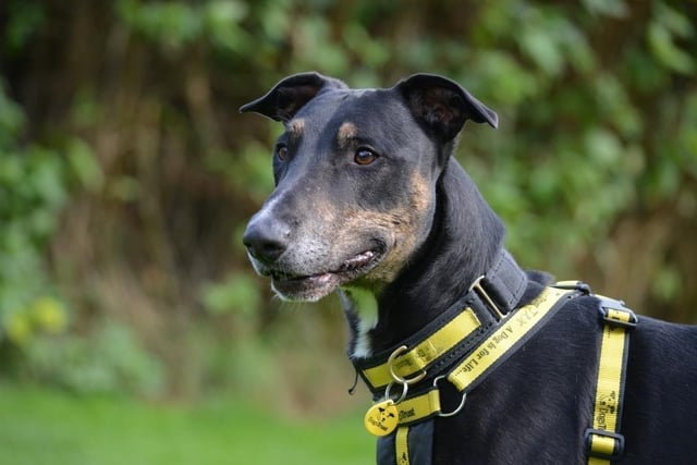 Male - Lurcher - aged 8 and over. Jax is a stray and can find life a bit overwhelming. He needs space and time to settle.
