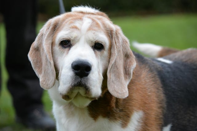 Beagle - 5-7 years old - female. Maisie is a sweet lady who prefers gentle strolls over long walks.