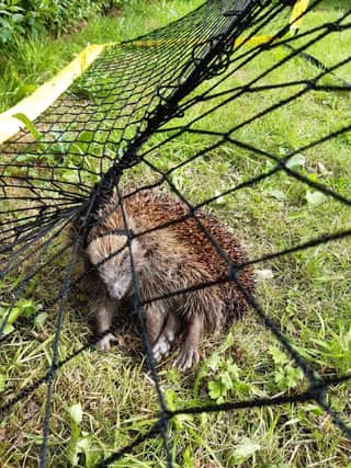Hedgehog trapped as its spikes get caught in garden football net