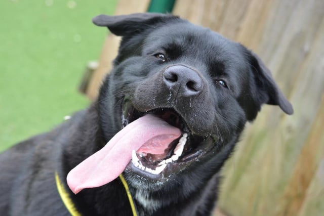 Male - aged 6-12 months - Akita. Bear is full of enthusiasm but has missed out on basic training and needs someone who can guide him.