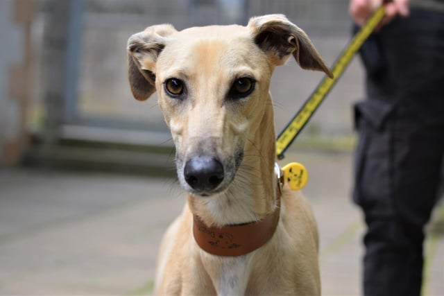 Lurcher - aged 2-5 - female. Bambi can be shy but warms up to people quickly.
