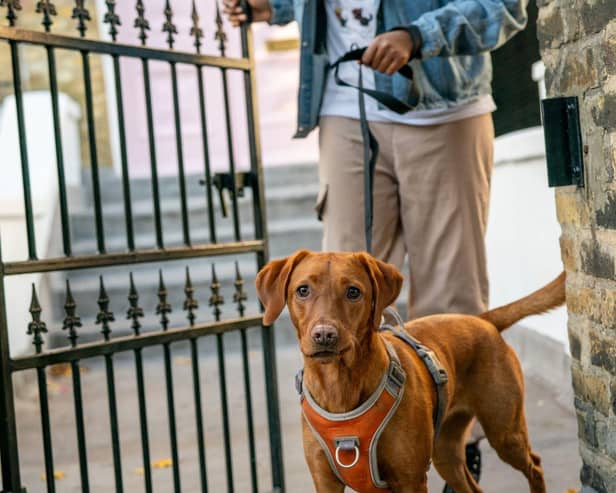 Nearly half of UK dog owners walk their pets in dangerous heat