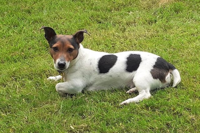 Jack Russell Terrier - aged 5-7 - female. Nelly is a firm favourite with the staff and a sweetheart. She can be shy at first but likes to make friends.