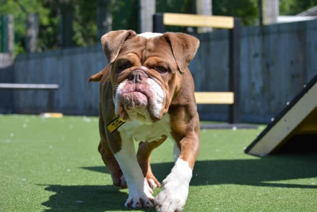 There are lots of dogs up for adoption.