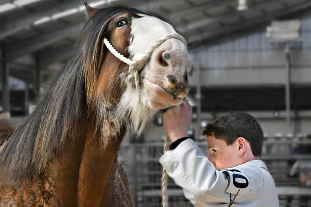 A young handler shows off his skills in the ring.