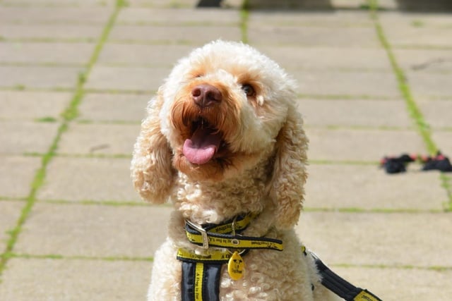 Poodle - aged 1-2 - male. Buddy can get overwhelmed and struggles with new people. Needs a quiet home.