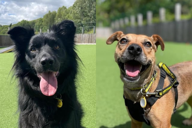 There are dozens of dogs up for adoption.