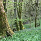 There are plans to reinstate the Victorian path network in the woodland.
