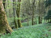 There are plans to reinstate the Victorian path network in the woodland.