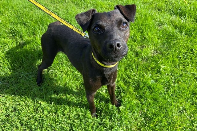 Patterdale Terrier - aged 5-7 - female. Phoebe is a wonderful lady, but she can get worried at times.