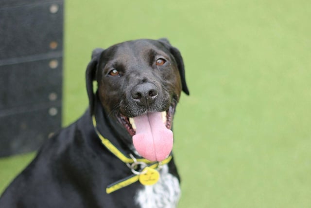 Crossbreed - aged 5-7 - male. Charlie is a nervous dog who needs an experienced owner, but he'll be your best friend once he gets to know you.