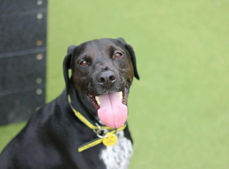 Crossbreed - aged 5-7 - male. Charlie is a nervous dog who needs an experienced owner, but he'll be your best friend once he gets to know you.
