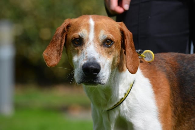 Trailhound - 2-5 years old - male. Jeeves is a fit boy who needs to be kept exercised.
