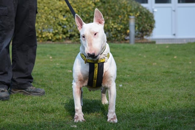 English Bull Terrier - aged 5-7 - female. Cleo has a big personality and loves being around people.