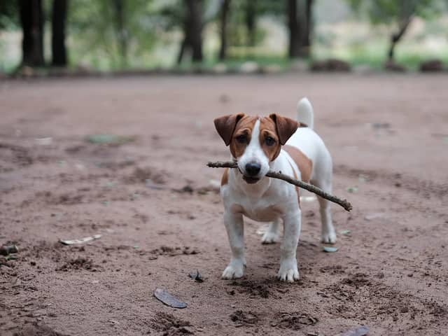 Jack Russels are now the favourite of King Charles and the Queen Consort