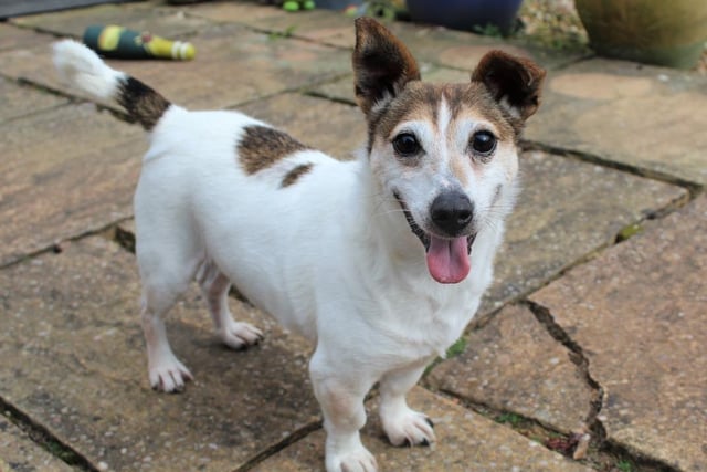 Male - Jack Russell Terrier - aged 8 and over. Cashew likes his own company and his own space, meaning he needs to be the only pet in the house.