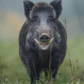 Both hogs and sows have massive, dangerous tusks.
(pic: Getty Images)