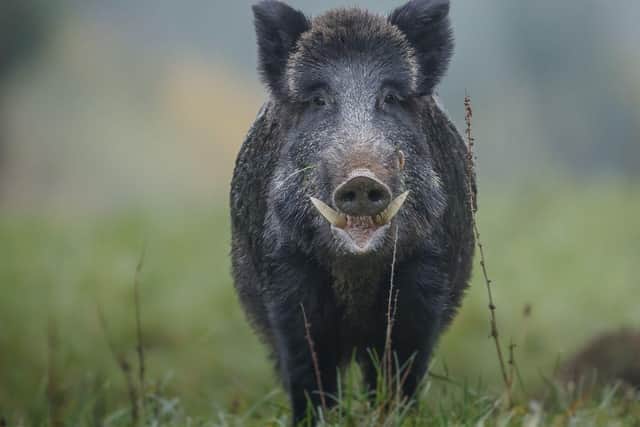 Both hogs and sows have massive, dangerous tusks.
(pic: Getty Images)