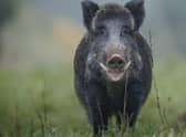 Both hogs and sows have massive, dangerous tusks.
(pic: Getty Images)