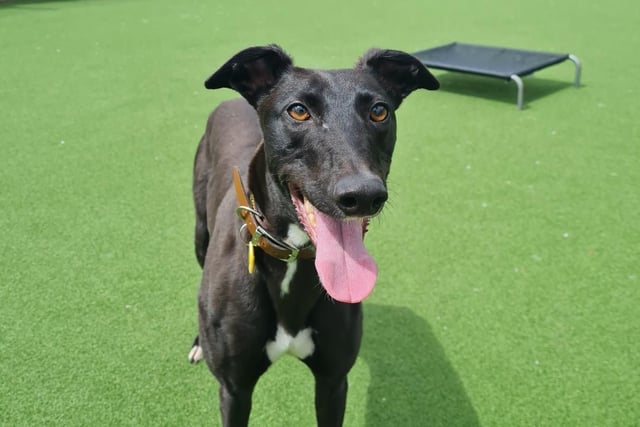 Greyhound - aged 5-7 - female. Harper is a friendly girl who gets on with whoever she meets, and could live with a dog of a similar size.