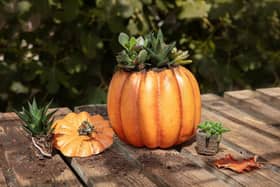 Planting and Afternoon Tea: Autumn Edition at Dobbies