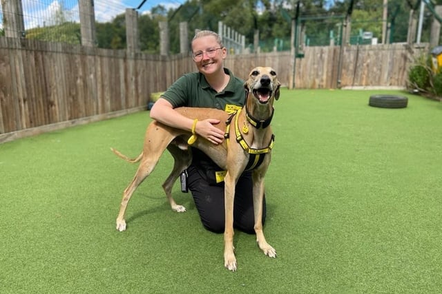 Lurcher - aged 5-7 - male. Lennie is a gentle lad who likes meeting new people.