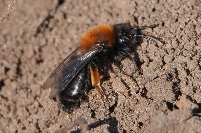 It is hoped the bee bank will attract Clarke's mining bee to East Dunbartonshire