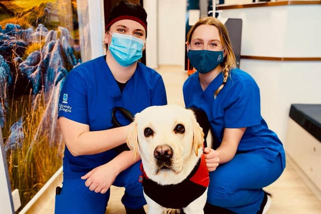 Scotland’s animal welfare charity has teamed up with the University of Glasgow to offer neutering services at a reduced price to pet owners. Pic: Scottish SPCA