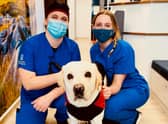 Scotland’s animal welfare charity has teamed up with the University of Glasgow to offer neutering services at a reduced price to pet owners. Pic: Scottish SPCA