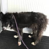 Jess, who had to be put down due to her severely broken leg. When she was taken from her owners home, she had matted fur and was very underweight.