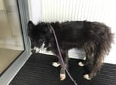 Jess, who had to be put down due to her severely broken leg. When she was taken from her owners home, she had matted fur and was very underweight.