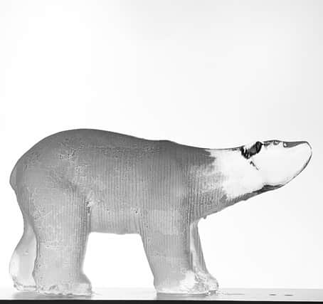 Polar bear