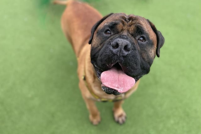Mastiff bull - aged 5-7 - male. Big Boss is affectionate but does not appreciate his own size.