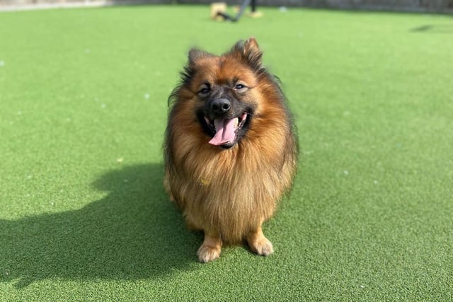Pomeranian - aged 5-7 - male. Singe is a cute little chap, but he can be nervous and vocal in new situations.