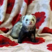 People who took on pets like this ferret, named Gunther by Scottish SPCA staff, are abandoning them because of rising bosts