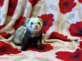 People who took on pets like this ferret, named Gunther by Scottish SPCA staff, are abandoning them because of rising bosts