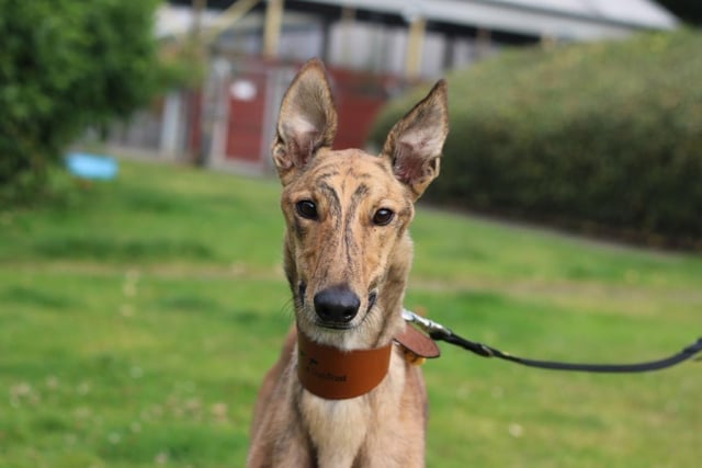 Lurcher - aged 2 to 5 - male. Moe is a curious boy who loves food and walks.