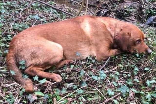 Sadly, this fox red labrador passed away from his injuries leading to the SSPCA's appeal for information.
