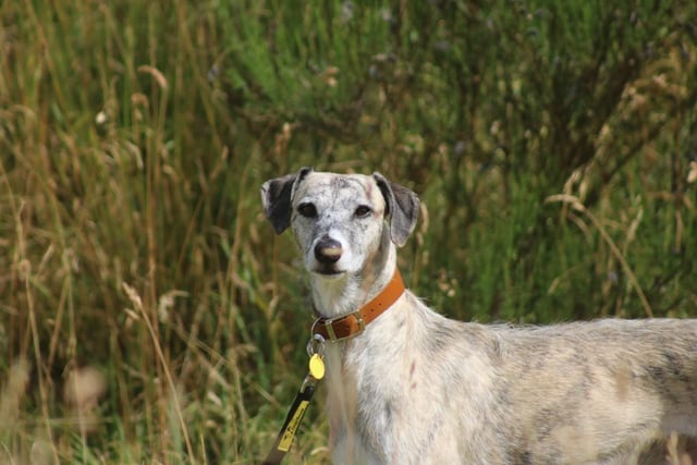 Lurcher - aged 2 to 5 - male. Ares gets on well with dogs and would suit living with a confident pooch who can help him develop.