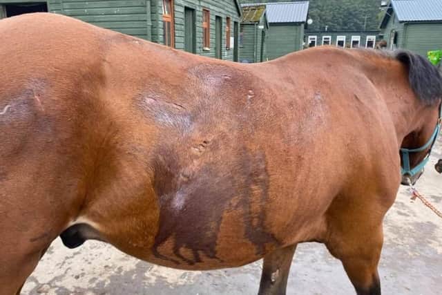 The wounds were clearly evident on the poor animals that were stricken in what appeared to be a dog attack at the Equi Centre on Sunday.
