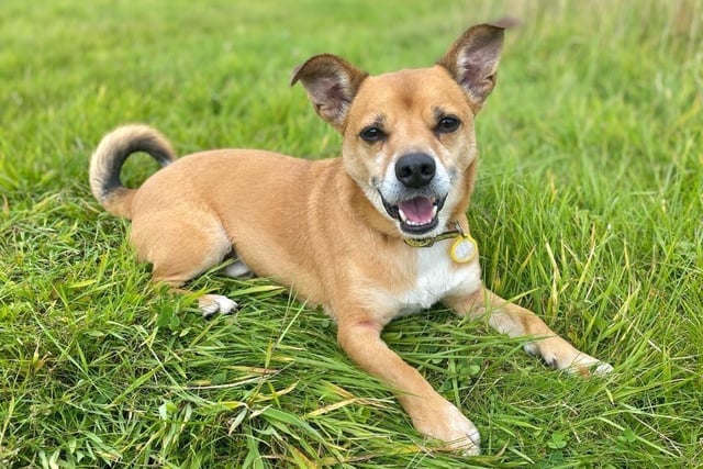 Male - Terrier Cross - aged 5-7. Billy hasn't had the best start to life and needs a loving and understanding owner. He has bitten before and so needs a muzzle.