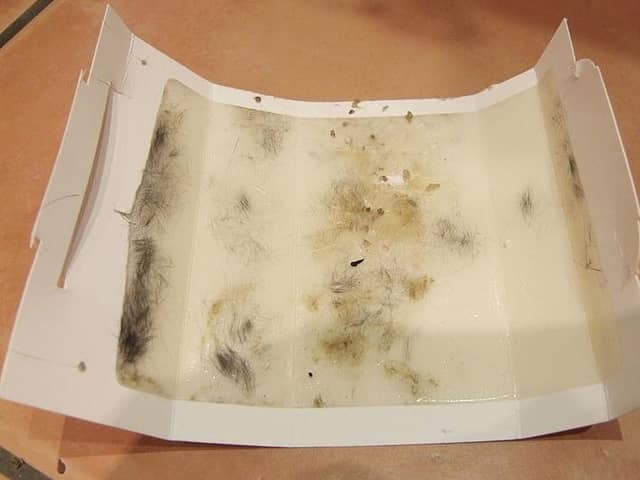 Glue traps are still legal in the UK