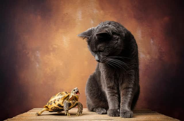 The tortoise and ... the cat!