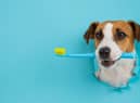 Dogs need their teeth brushing regularly to keep them healthy (photo: Adobe)