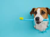 Dogs need their teeth brushing regularly to keep them healthy (photo: Adobe)